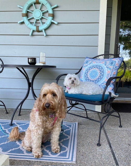 Billy's two dogs
